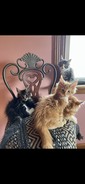  MAINE COON   Kittens. Gorgeous, vet checked, 10 weeks. Friendly personality. Call 607-329-3393. 